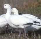 Ross's Goose - Photo copyright Don DesJardin