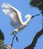 Royal Spoonbill - Photo courtesy of White Heron Sanctuary Tours