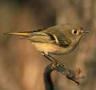 Ruby-crowned Kinglet - Photo copyright Bill Horn