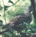 Ruffed Grouse - Pennsylvania State Bird - Photo copyright Bob Lane