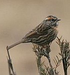 Rufous-breasted Accentor - Photo copyright Hideo Tani