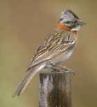 Rufous-collared Sparrow - Photo copyright Don DesJardin