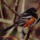 Rufous-sided Towhee - Photo copyright David Blevins