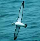 Shy (Salvin's) Albatross - ENDANGERED - Photo copyright Tony Palliser