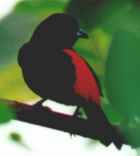 Scarlet-rumped Tanager - Photo copyright Jean Coronel