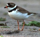 Semipalmated Plover - Photo copyright Paul Gale
