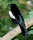 Seychelles Magpie-Robin - ENDANGERED - Photo copyright Don Roberson