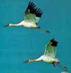 Siberian Crane - ENDANGERED - Photo copyright International Crane Foundation