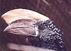 Silvery-cheeked Hornbill - Photo copyright Pat Goltz