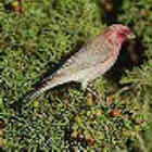 Pale (Sinai) Rosefinch - Jordan's National Bird - Photo copyright Trident Press