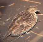 Small Buttonquail - Photo copyright Graham Cooke