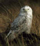 Snowy Owl - Quebec Provincial Bird - Photo by Ruth Sullivan