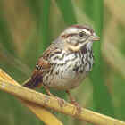 Song Sparrow - highest breeding density - Photo copyright Don DesJardin