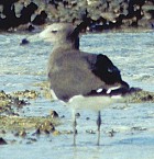 Sooty Gull - Photo copyright Guido Band