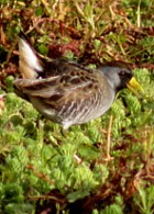 Sora - Photo copyright Manuel Grosselet