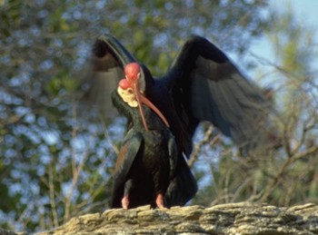 Southern Bald Ibis (copulating) - Photo copyright Roland Bischoff