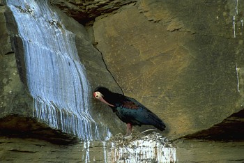 Southern Bald Ibis - Photo copyright Ronald Bischoff