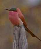 Southern Carmine Bee-eater - Photo copyright Zoo in the Wild