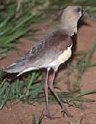 Southern Lapwing - Photo copyright Centro de Estudos Ornitolgicos