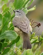 Southern Penduline-Tit - Photo copyright Harold Stiver