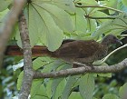 Speckled Chachalaca - Photo copyright Arthut Grosset