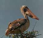 Spot-billed Pelican - ENDANGERED - Photo copyright Manu K., Mysore, India (also the Redberry Pelican Project)