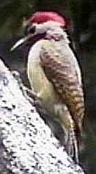 Spot-breasted Woodpecker - Photo copyright Ronald Orenstein