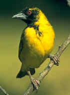 Spotted-back (Village) Weaver - Photo copyright Birdlife On-Line Magazine
