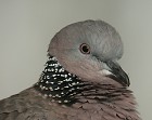 Spotted Dove - Photo copyright Michael Collard