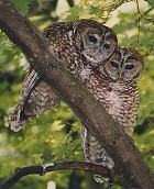 Spotted Owl - Photo copyright Steve Metz
