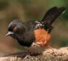 Spotted Towhee - Photo copyright David Geale