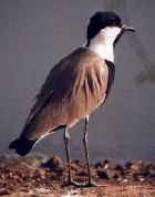 Spur-winged Plover - Photo copyright Cliff Buckton