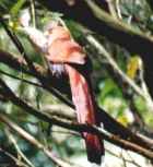 Squirrel Cuckoo - Photo copyright Jean Coronel