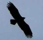 Steppe Eagle - Photo copyright Erik Kleyheeg