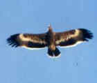 Steppe Eagle - Photo copyright Ruud and Kitty Kampf
