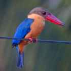 Stork-billed Kingfisher - Photo copyright Laurence Poh