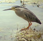 Striated (Little) Heron - Photo Copyright Sumit Sen