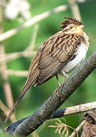 Striped Cuckoo - Photo copyright Richard Garrigues