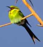 Swallow-tailed Bee-eater - Photo copyright Zoo in the Wild