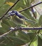 Tenerife Blue Tit - Photo copyright Teus Luijendijk
