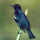 Tricolored Blackbird - Photo copyright Don DesJardin