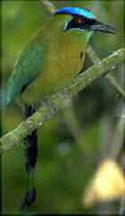 Turquoise-Browed Motmot - National Bird of Nicaragua - Photo by Tom Davis