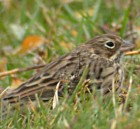 Vesper Sparrow - Photo copyright Kent Nickell