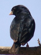 Village Indigobird - Photo copyright Jim Rose