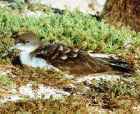 Wedge-tailed Shearwater - Photo copyright Jim Nestler