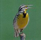 Western Meadowlark - Kansas State Bird
