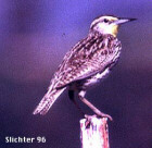 Western Meadowlark - State Bird