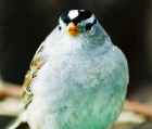 White-crowned Sparrow - Photo copyright Robert McDonald