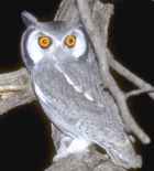 White-faced Scops-Oel - Photo copyright Zoo in the Wild