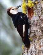 White-headed Woodpecker - Photo copyright Douglas Herr